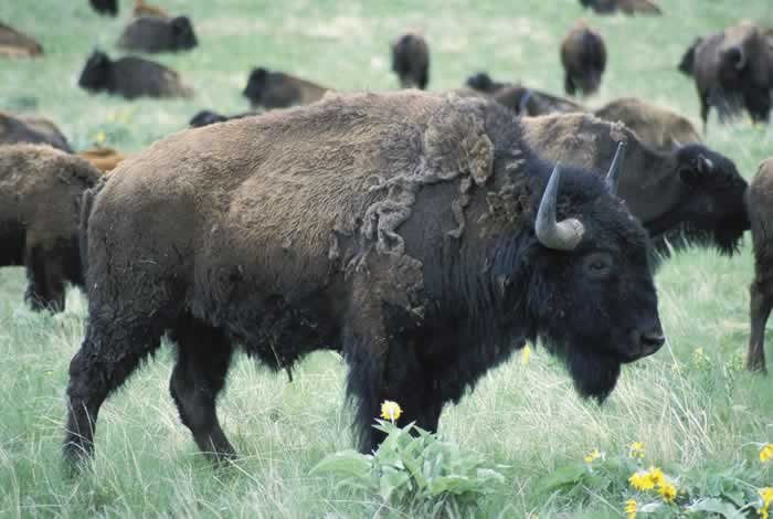 What is a female bison called?