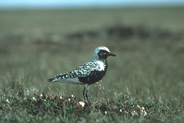 Charadriidae Diet