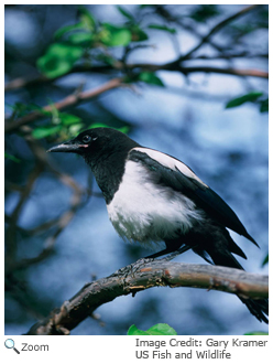 Black Billed Magpie