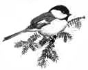 Black-capped Chickadee