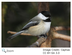 Black-capped chickadee