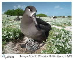 Black-footed Albatross