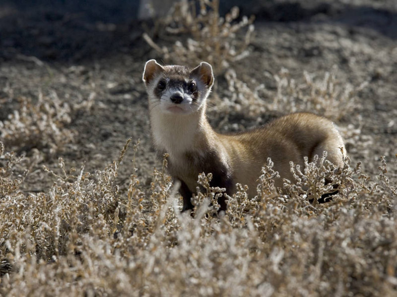 What is a ferret's natural habitat?