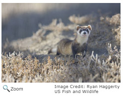 Black-footed Ferret