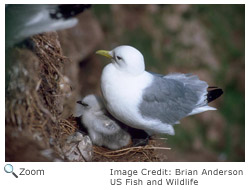 Black-legged Kittiwake