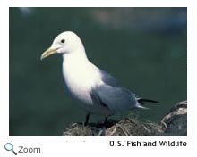 black legged kittiwake