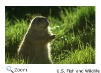 Prairie Dog
