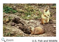 Black-tailed Prairie Dog
