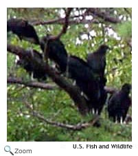 black vulture