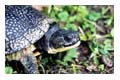 blanding's turtle