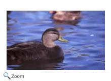 American Black Duck