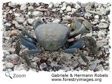 blue crab