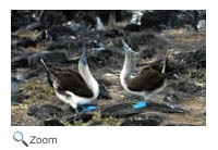Blue-footed Booby