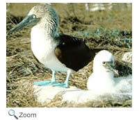 Blue-footed Booby