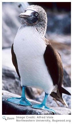 Blue-footed