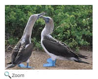 Blue-footed Booby