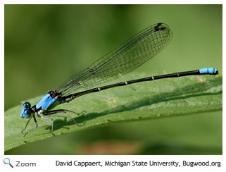 Blue Fronted Dancer