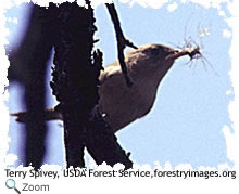 Blue-gray Gnatcatcher
