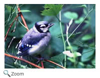 bluejay