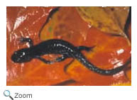 Blue-spotted salamander