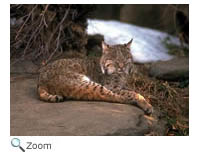 Bobcat