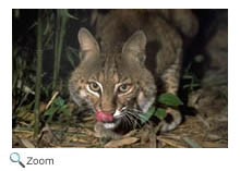 bobcat