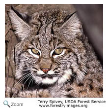 Bobcat