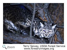 Bobcat