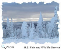Spruce Forest in Winter