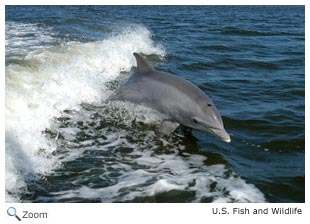 Bottlenose Dolphin