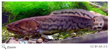 Bowfin