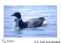 Brant