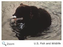 Grizzly Bear