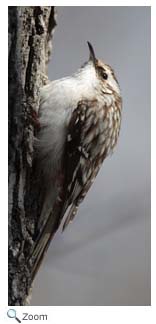 Brown Creeper