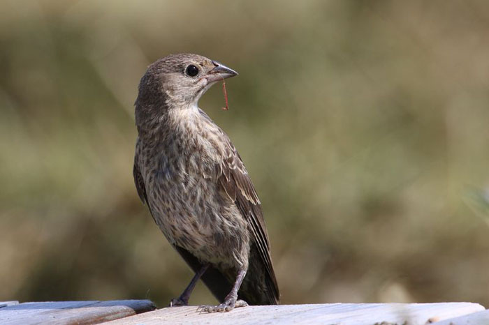 Brown Headed Cowbirds Diet Foods