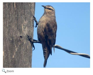 browntreecreeper