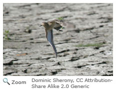 Buff-breasted Sandpiper