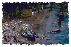 bullfrog