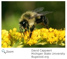 bumble bee