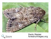 cabbage moth