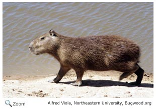 Capybara