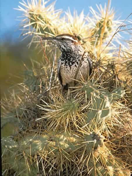 cactus wren cylorhynchus brunneicapillus wildlife cactus wren cylorhynchus brunneicapillus wildlife