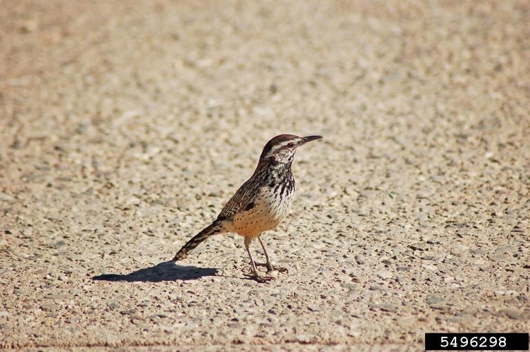 What do wrens eat?