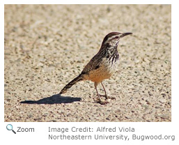 Cactus Wren