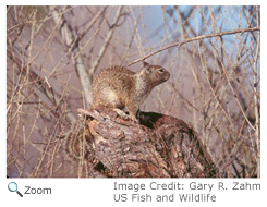 California Ground Squirrel