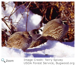 California Quail