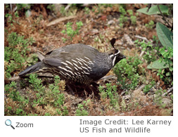 California Quail