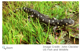 California Tiger Salamander