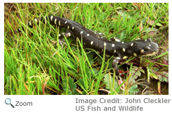 California Tiger Salamander