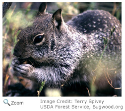 California Ground Squirrel